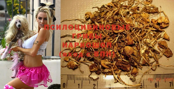 прущие грибы Абинск