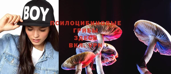 прущие грибы Абинск