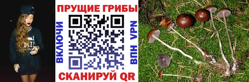 Псилоцибиновые грибы Cubensis  omg ССЫЛКА  Тула  как найти закладки 
